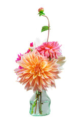 Isolated dahlia flower blossoms in a glass vase