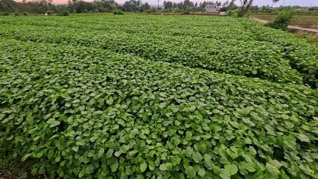 4K Ultra HD: Lush Green Amaranth (Bayam) Field - Tropical Vegetable Farming