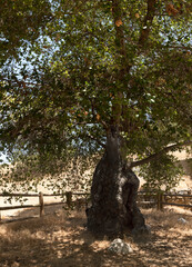 Oak of the Golden Dream, Placerita Canyon Nature Center