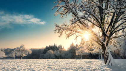 Fototapeta premium Winter rural wonderland landscape with golden sunlight, blue sky and a beautiful snow-covered tree on a field