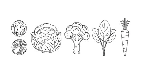 Line art of vegetables: cabbage, broccoli, spinach, carrot