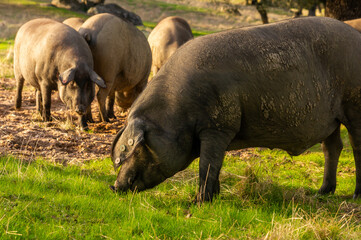 Iberian Pig Close-up: 'Pata Negra' Swine Eating Acorns at Golden Hour.