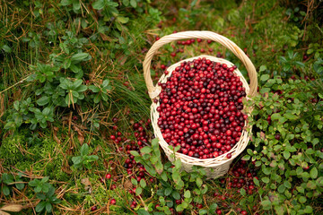 Handpicked cranberries in a basket surrounded by green forest plants showcasing the freshness and natural environment of berry harvesting.