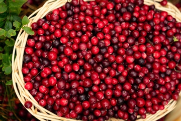 Cranberries in a basket surrounded by lush green forest plants capturing the freshness and natural beauty of a berry harvest.