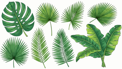 Illustration of various tropical leaves including monstera palm and banana leaves in green shades style 100