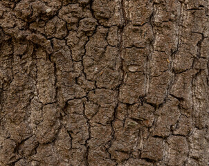 Olive tree bark pinaster trunk symbol. Texture made of olive tree bark . Beautiful olive tree bark trunk background. Greece, Conceptual image. Peaceful nature.