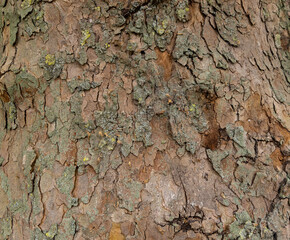 Platan, Platane, Platanus sycamore, plane tree trunk symbol. Texture made of Platan, Platane, sycamore, plane tree bark. Beautiful Platan tree trunk background. Conceptual image. Peaceful nature.
