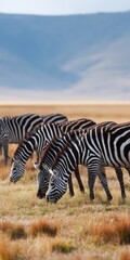 Obraz premium Zebras grazing in african plains landscape with blue sky and mountains