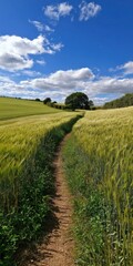 Fototapeta premium Scenic pathway through verdant wheat fields under blue sky