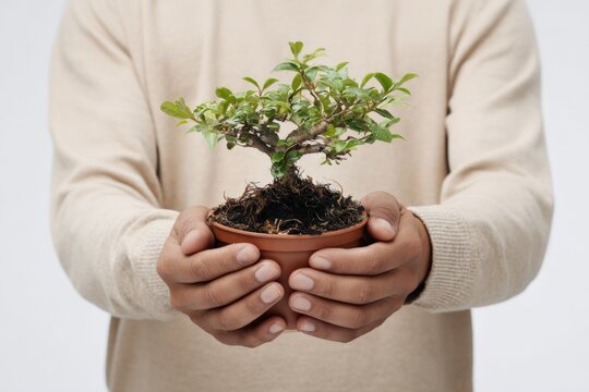 Male hands holding small bonsai tree in brown pot on neutral background