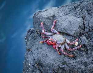 Red crab on black volcanic rocks on the shore of the sea