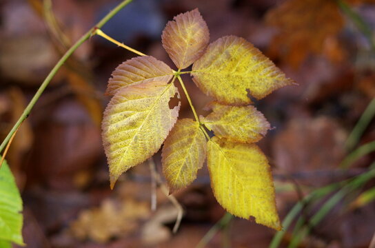 autumn leaves in the forest