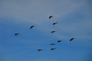 Obraz premium birds-alaska-beautiful-flock-sandhill-cranes flying-landing