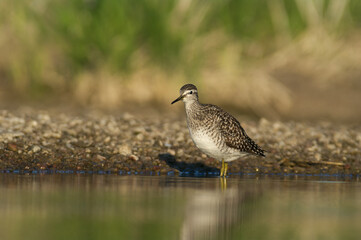 Lone wader - A solitary bird feeding along the water&rsquo;s edge in natural habitat.