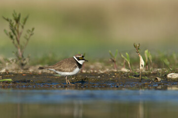 Little Ringed Plover &ndash; A plover standing on sandy ground in its natural wetland habitat.