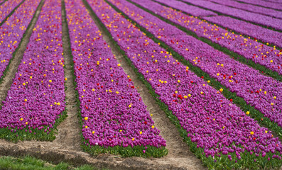 Bright tulips field in blossom in Netherlands countryside