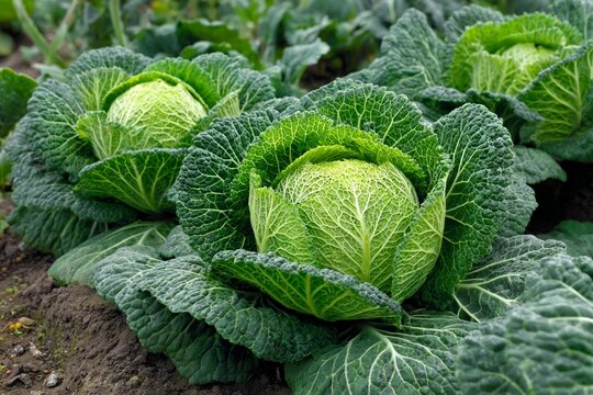 Fresh green cabbages growing in a lush garden during the early morning light