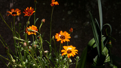 spring flowers in the grass