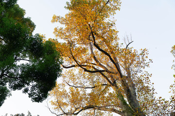 Golden leaves glisten in the soft light of autumn, creating a serene atmosphere in the forest. Families gather and share joyful moments under the vast canopy, celebrating nature's beauty.