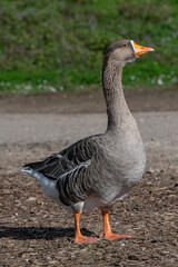 Nancy, France - October 5th 2024 : View on a Greylag goose adult walking in banks of the Meurthe river.