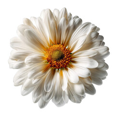 Vibrant White Flower with Golden Center Captured Against a Dark Backdrop Highlighting Its Natural Beauty and Intricate Petal Structure on transparent background