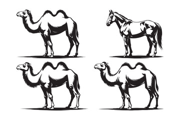 Black and white sketch of camels and a horse