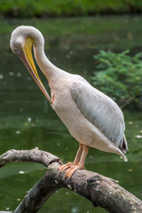 A large pelican carefully preening its feathers while perched on a log in a calm pond. Wildlife and bird behavior scene, ideal for nature photography, ornithology, animal studies, and scenic outdoor p