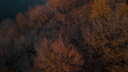 Late Autumn Wild Forest from Above – Rustic dark Colors, Drone Aerial View - Powered by Adobe