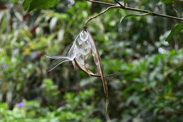 An open seed capsule of a coral swirl plant with fluffy seeds