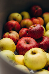 Close-up of fresh, unperfect apples from the garden in a bowl.
