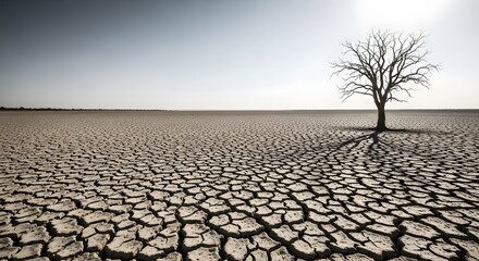 Single dead tree casting a long shadow on a vast, cracked dry desert landscape under a stark sky for climate change and desertification concept