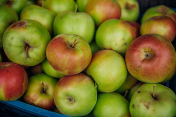 Ripe green apples, harvested in autumn. An orchard.