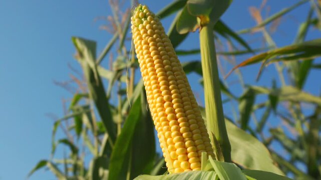 A single ripe yellow corn cob stands tall on its green stalk, ready for harvest under a bright blue sky in a sunny field.