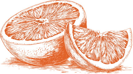 Vibrant Grapefruit Illustration with Text Overlay - Fresh and Citrusy Food Design