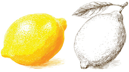 Vibrant Lemon Drawing and Illustration with Lemon Fruit on Top Vector Design