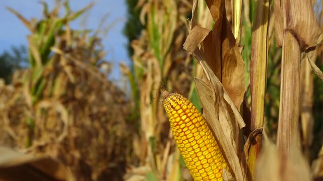 A single golden corn cob ripens on a dry stalk in a sunlit field, ready for the upcoming autumn harvest season.