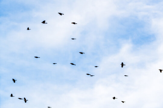 flock of birds in flight  - Powered by Adobe