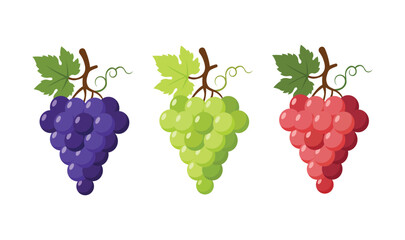 Three Colorful Grape Bunches set