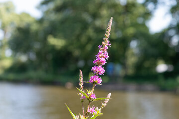 Close up of purple loosestrife (lythrum salicaria) flowers in bloom