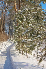 A path in a winter snow-covered forest