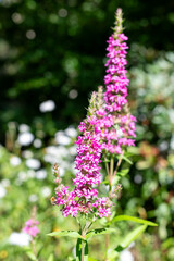 Close up of purple loosestrife (lythrum salicaria) flowers in bloom