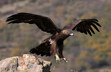 Fototapeta premium a majestic golden eagle in the mountain