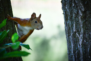 a red squirrel clinging of a tree.  For nature calendars, wildlife documentaries, or educational materials about forest animals