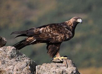 Fototapeta premium a majestic golden eagle in the mountain