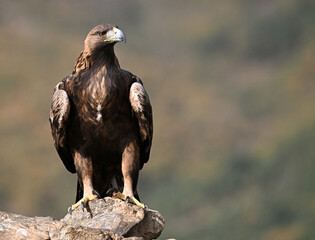 a powerful majestic eagle in the mountain on spain