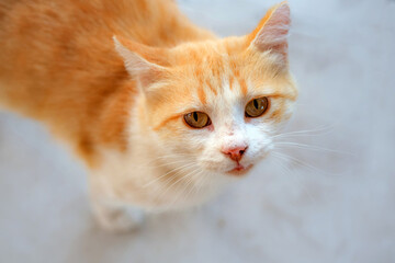 This adorable domestic cat with bright orange fur is captured close-up, slightly blurry yet awesome. While actively looking up at the viewer. Perfect for veterinary advertising.