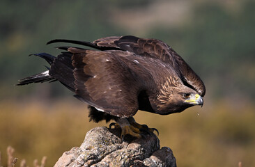a majestic golden eagle in the mountain on spain (aquila chrysaetos)