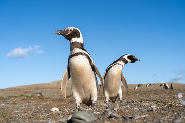 Two Magellanic Penguins standing with the blue sky background.  Magdalena Island, Punta Arenas,...