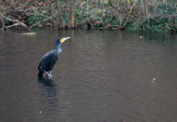 Cormorant (Phalacrocorax carbo) Berlin, Germany
