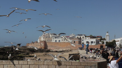 Seagulls Flying Over the Coastal Medina of Essaouira, Morocco